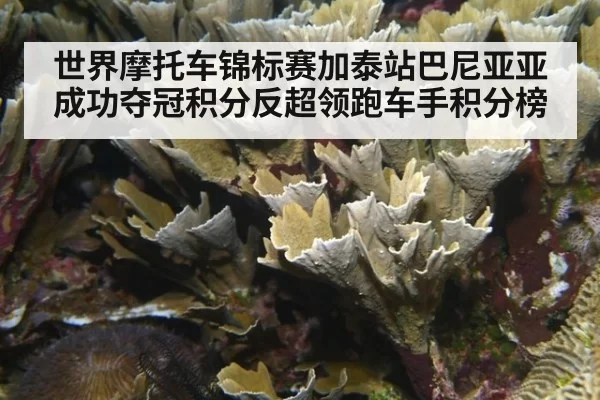 世界摩托车锦标赛加泰站巴尼亚亚成功夺冠积分反超领跑车手积分榜